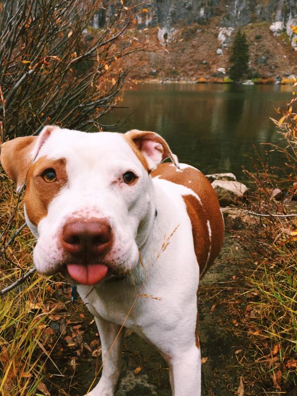 /Images/uploads/Humane Society of Utah/HSU2018/entries/3908thumb.jpg